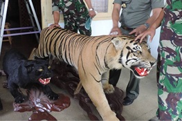 Major Tiger Trader Busted in Indonesia—Faces 5 Years in Prison and $10,000 USD Fine